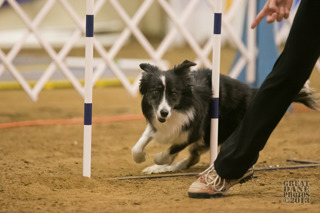 301: Are You Overusing Some Cues in Dog Agility?
