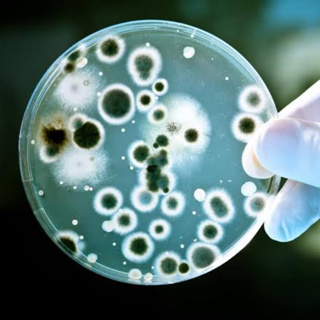 How first antibiotic was discovered? How antibiotics works? What are Superbugs?