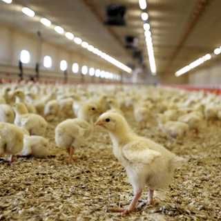Därför får svensk kyckling rött ljus i köttguide