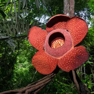 Finding the habitat of an invisible plant