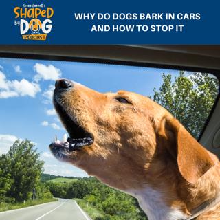 Why Do Dogs Bark In Cars And How To Stop It #165