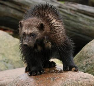 Wild Warriors, Wolverines