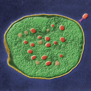 Revisiting Phage Therapy for Antibiotic-Resistant Superbugs