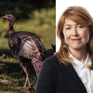 Så överlever du Thanksgiving i riksrätt: Kajsa Boglind, Washington