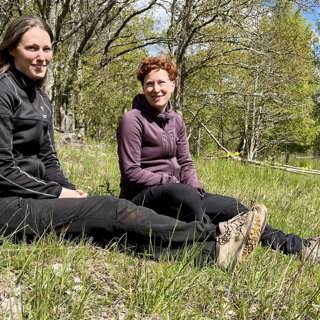 Nu ska gamla granplanteringar åter bli ängsmark