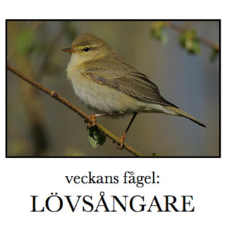 Lövsångare