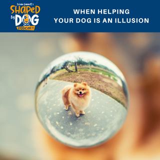 When Helping Your Dog is an Illusion #12