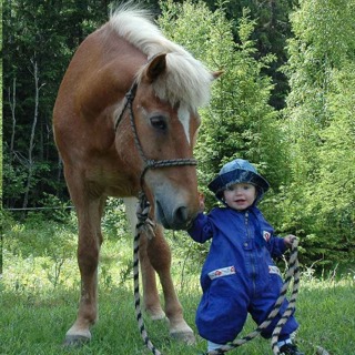 260 - Bare en hest...?