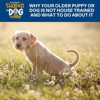 Why Your Older Puppy Or Dog Is Not House Trained And What To Do About It #254