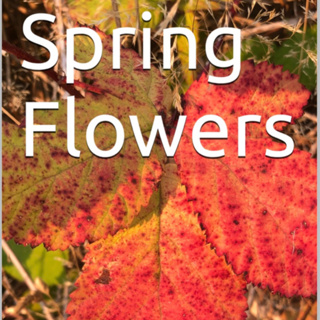 Spring Flowers Volume 121 Colourful by Daniel Lucas