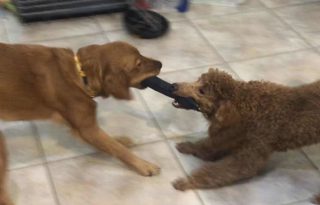 235: Our New Puppies Teach Us Five Lessons