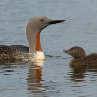 Smålommens rop vid Knuthöjdsmossen och ejderhus i skärgården