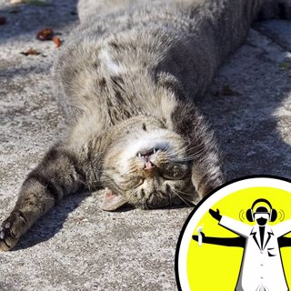 Why does snoring exist?