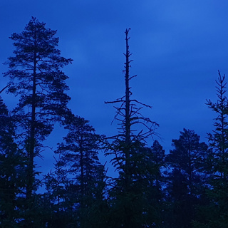 Between Night and Dawn