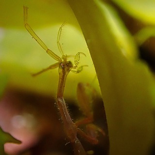 The Tiny Invader Taking Over Our Oceans (The Japanese Skeleton Shrimp)
