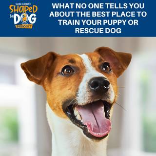 What No One Tells You About The Best Place To Train Your Puppy Or Rescue Dog #276