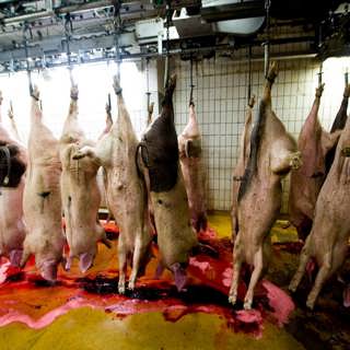 90-talets djurrättsaktivism och vegantrend