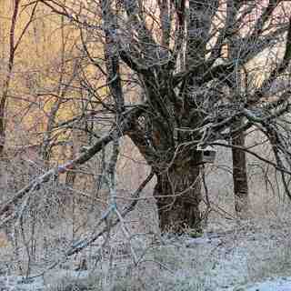 08/22: Voima 20 vuotta: Sanni Seppo ja Ritva Kovalainen ovat edelleen metsäaktivisteja