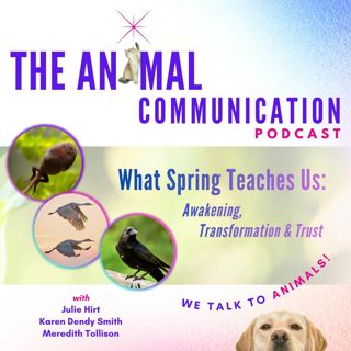 What Spring Teaches Us: Awakening, Transformation & Trust