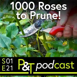 Pruning 1000 Roses! Dogwoods, Rhubarb Recipe & Blind Daffodils