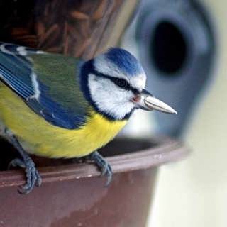 Musik ur naturen och mata vinterfåglar inpå knuten