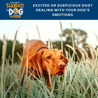 Excited or Suspicious dog? Dealing With Your Dog's Emotions #103