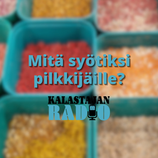 Mitä syötiksi pilkkijäille?