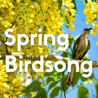 Natural Sounds of Spring Birdsong