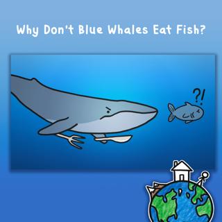 Why Don't Blue Whales Eat Fish?