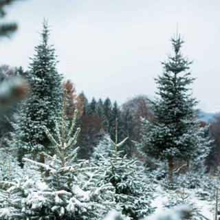 Every day is like Christmas for some declining farmland birds