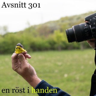 en röst i handen – #301