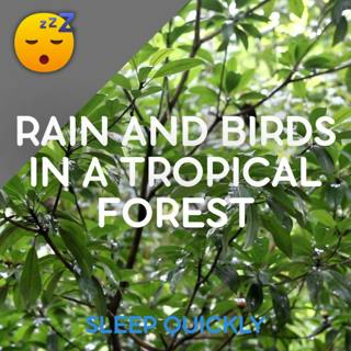 😴🌧️ RAIN and BIRDS in the Tropical FOREST