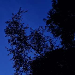 286 Night crickets of the Kent coast (long sleep safe + some soft overflying planes)