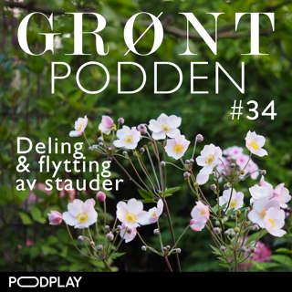 #34 Deling og flytting av stauder