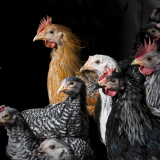 Chicken Behaviour