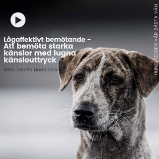 Lågaffektivt bemötande - Att bemöta starka känslor med lugna känslouttryck