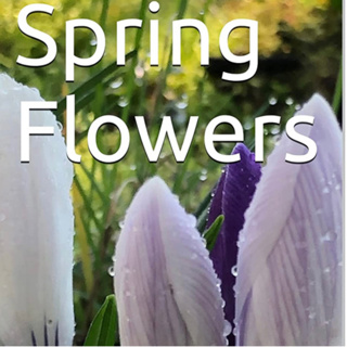 Spring Flowers Volume 55 Regal by Daniel Lucas