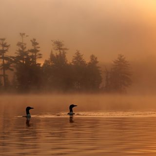 Loon Lake Morning - 10 Hours Sleep Sound