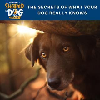 The Secrets of What Your Dog Really Knows #65