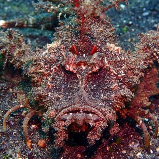 The Fatal Fish That You Won't See Coming