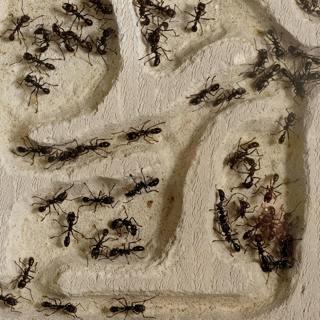 Ants: Who's in charge here?