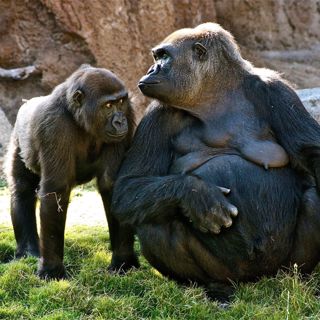 Cosmic Queries: Primatology