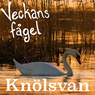 Knölsvan