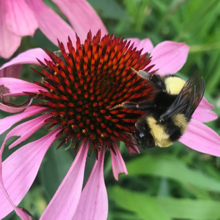 Which ornamental plants perform best for pollinators?