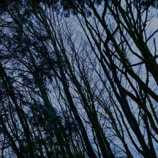 292 Moorland trees in December gales - Derbyshire (sleep safe after owls at start)