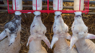 Ep. 57 Bottle Feeding Livestock