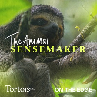 Pygmy three-toed sloth: taking life slow