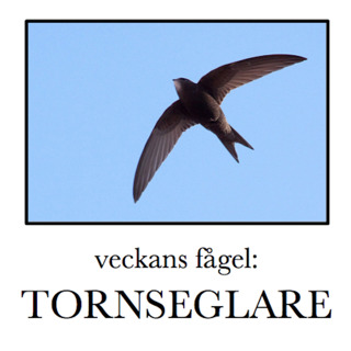 Tornseglare