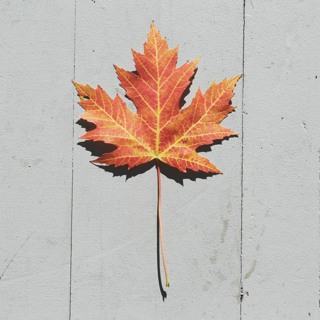 Episode 207: The Ballad of Harold Ballard and the Toronto Maple Leafs