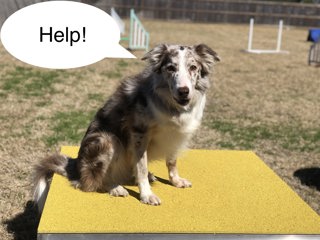 278: How to Help Your Dog the Right Way